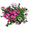 Bild von TP26 Mixpot Mix 3